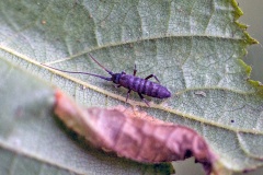 Long-horned Springtail [Pogonognathellus longicornis]