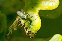 Speckled Bush-cricket [Leptophyes punctatissima]