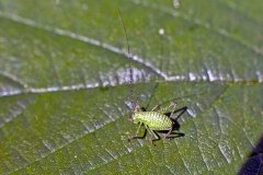 Speckled Bush-cricket [Leptophyes punctatissima]