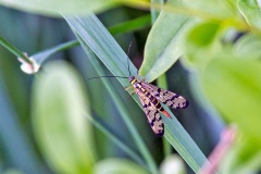 Common Scorpionfly [Panorpa communis]