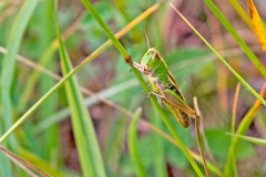 Meadow Grasshopper [Pseudochorthippus parallelus]