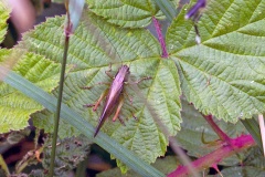 Roesel's Bush-cricket [Roeseliana roeselii]