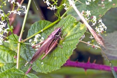 Roesel's Bush-cricket [Roeseliana roeselii]