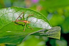 Speckled Bush-cricket [Leptophyes punctatissima]