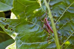 Lesser Marsh Grasshopper [Chorthippus albomarginatus]