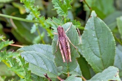 Rufous Grasshopper [Gomphocerippus rufus]