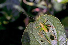 Speckled Bush-cricket [Leptophyes punctatissima]