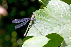 Willow Emerald Damselfly [Chalcolestes viridis]
