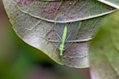 Common Green Lacewing [Chrysoperla carnea]