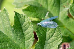 Pearly Green Lacewing [Chrysopa perla]