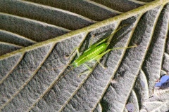 Oak Bush-cricket [Meconema thalassinum]