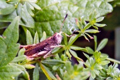 Rufous Grasshopper [Gomphocerippus rufus]