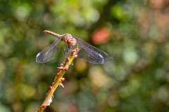 Common Darter [Sympetrum striolatum]