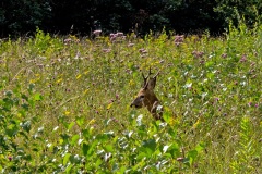Western Roe Deer [Capreolus capreolus]