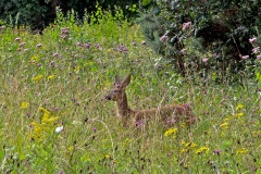 Western Roe Deer [Capreolus capreolus]