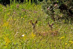 Western Roe Deer [Capreolus capreolus]
