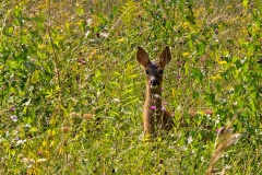 Western Roe Deer [Capreolus capreolus]