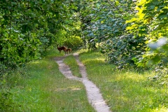 Western Roe Deer [Capreolus capreolus]