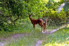 Western Roe Deer [Capreolus capreolus]