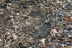 Roe Deer ‘couch’ Roe Deer ‘couch’