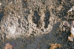 Roe Deer hoof print Roe Deer hoof print