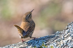 Eurasian Wren [Troglodytes troglodytes indigenus]