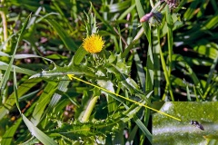 Prickly Sow-thistle [Sonchus asper]