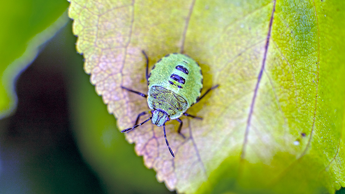 Green Shieldbug [Palomena prasina]