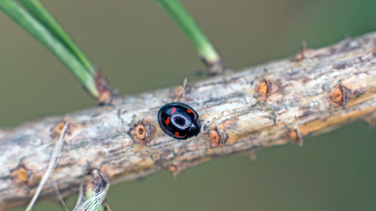 Pine Ladybird [Exochomus quadripustulatus]