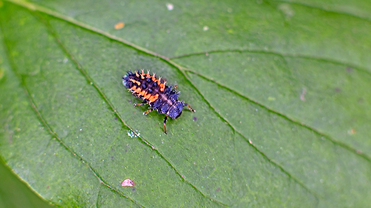 Harlequin Ladybird [Harmonia axyridis]