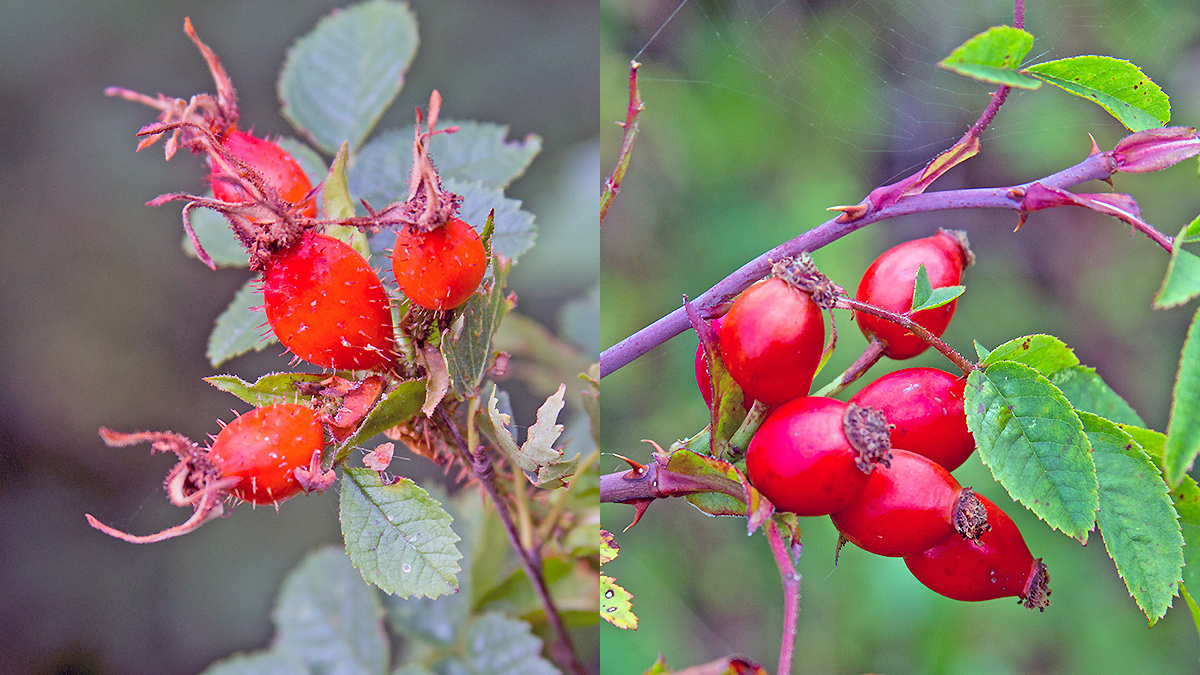 Rose hips