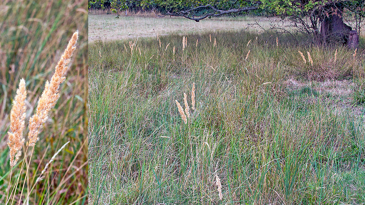 Wood Small-reed [Calamagrostis epigejos]