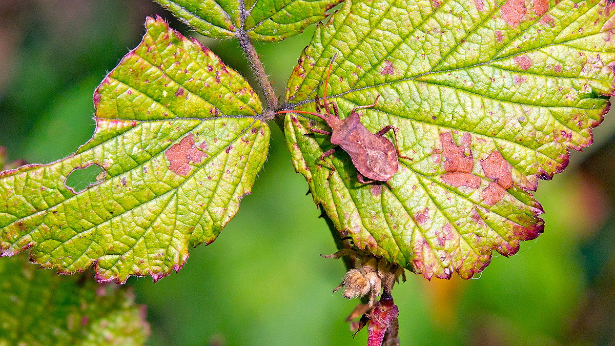 Dock Bug [Coreus marginatus]