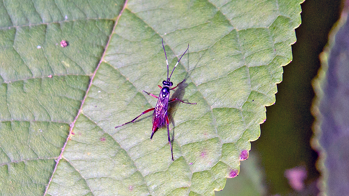 ichneumon wasp [Exetastes adpressorius?]
