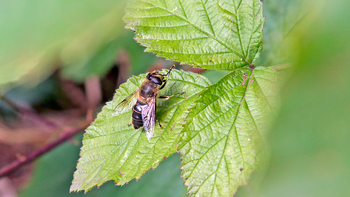 Common Drone Fly [Eristalis tenax]