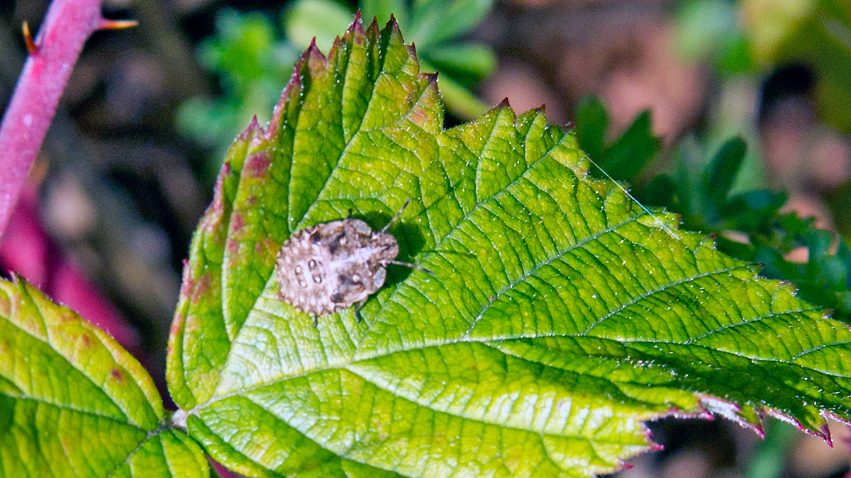 White-shouldered Shieldbug [Dyroderes umbraculatus]