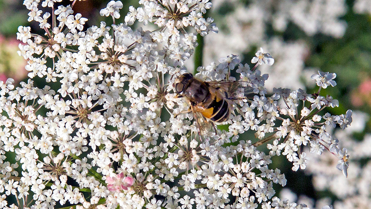 Plain-faced Drone Fly [Eristalis arbustorum ]