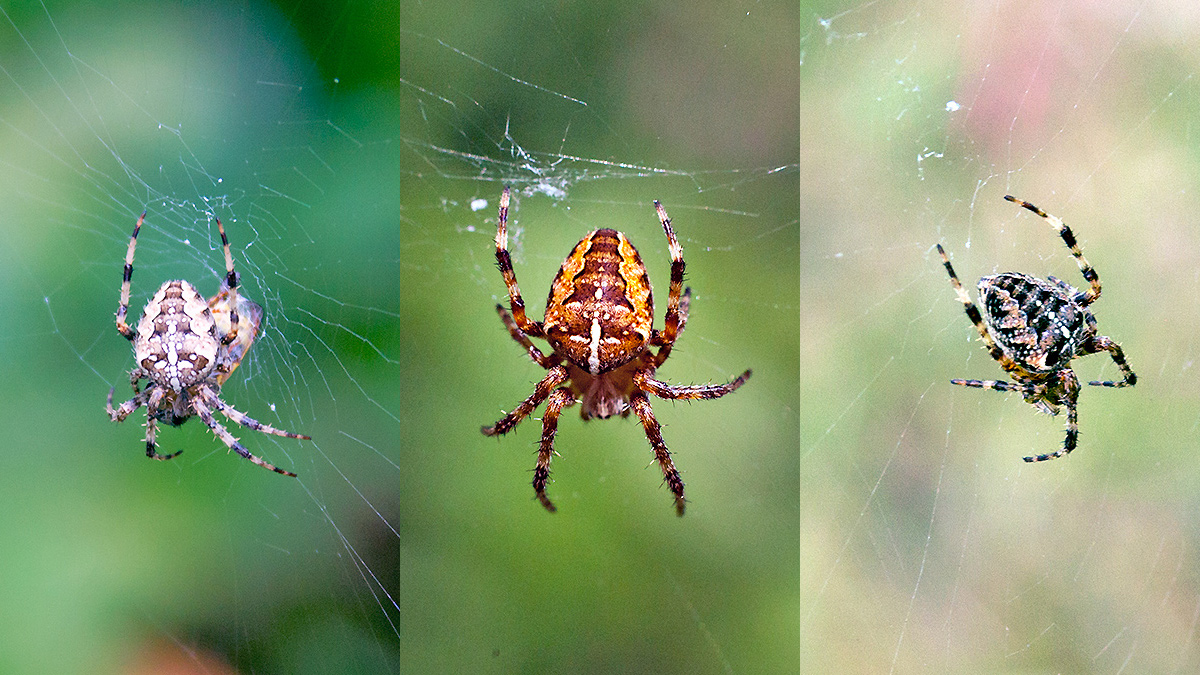 European Garden Spider [Araneus diadematus]