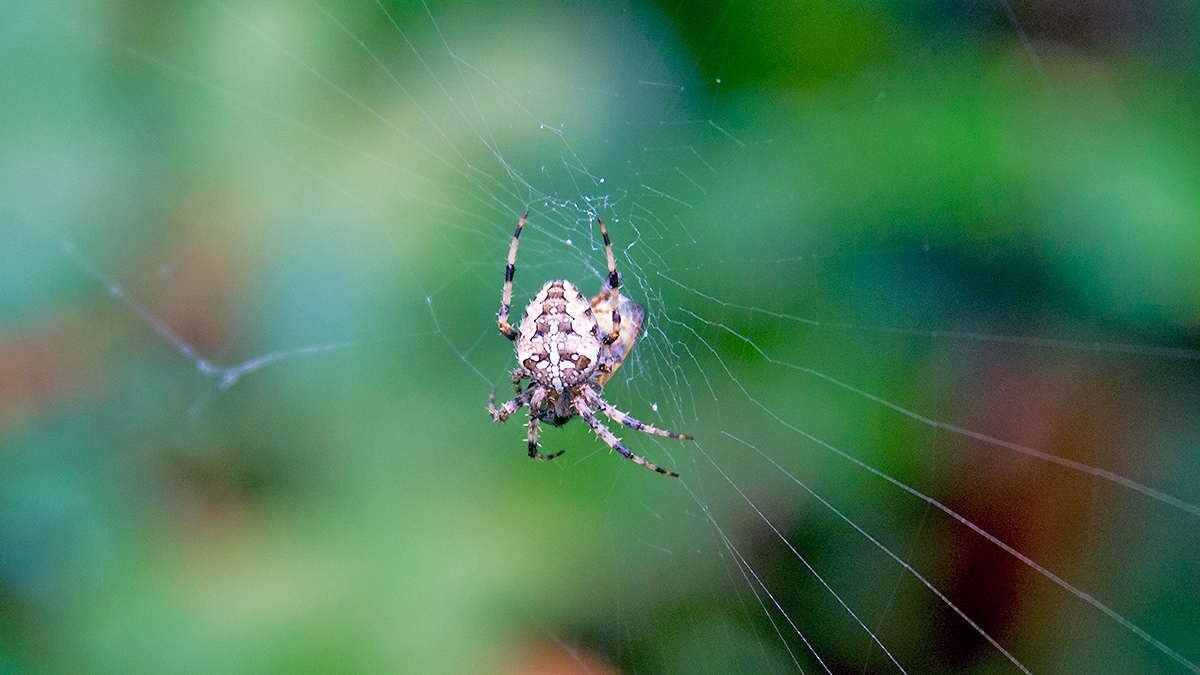 European Garden Spider [Araneus diadematus]