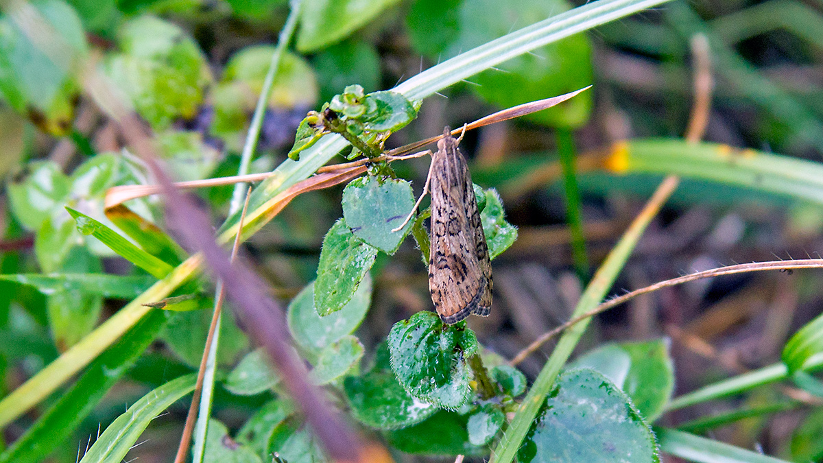 Rush Veneer moth [Nomophila noctuella]