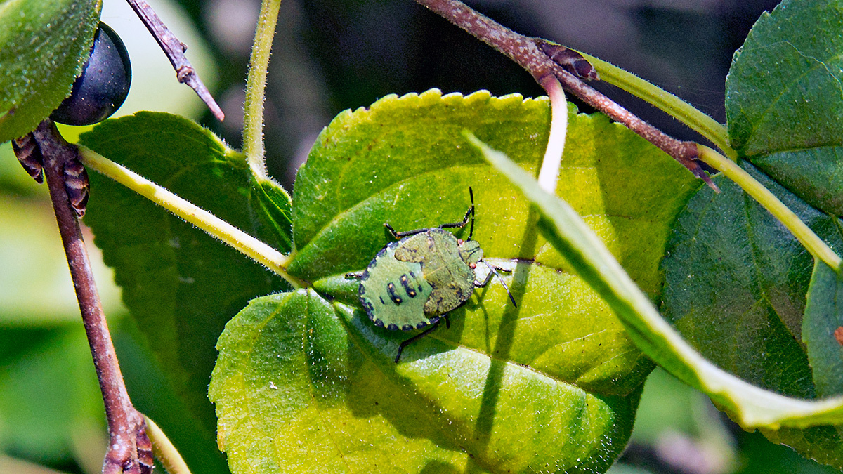 Green Shieldbug [Palomena prasina]