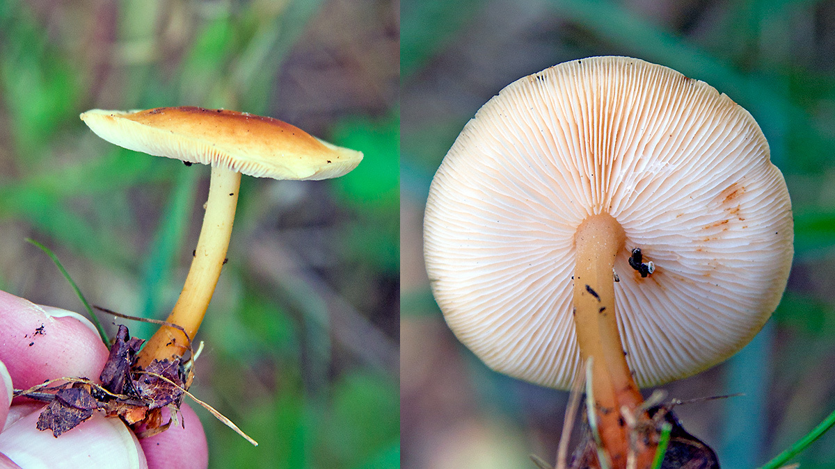 Russet Toughshank [Gymnopus dryophilus?]