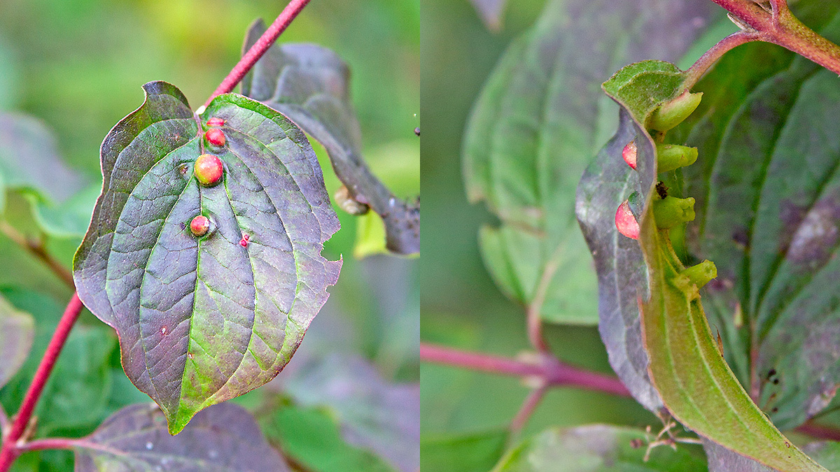 Dogwood Rivet Midge [Craneiobia corni ]