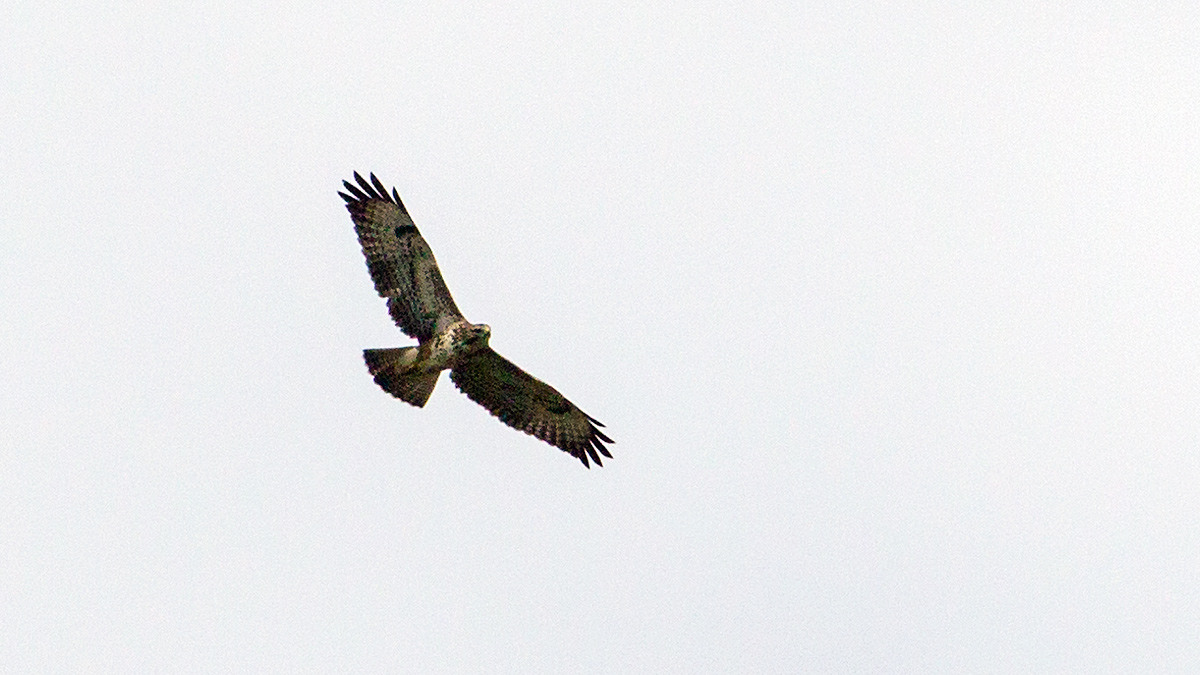 Common Buzzard [Buteo buteo]
