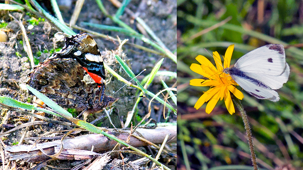 2 butterflies