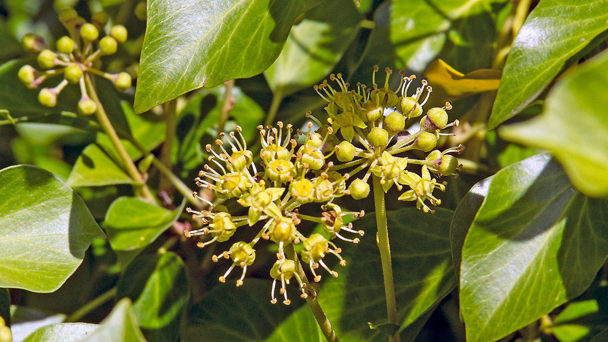 Common Ivy [Hedera helix]