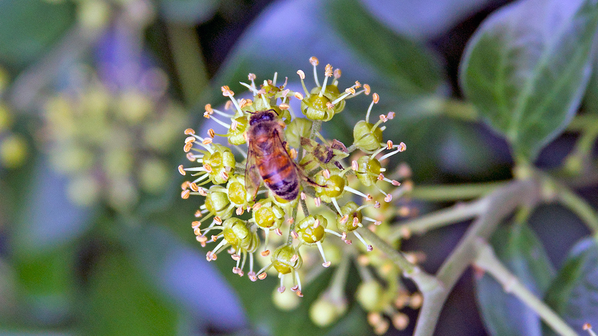 Western Honey Bee [Apis mellifera]