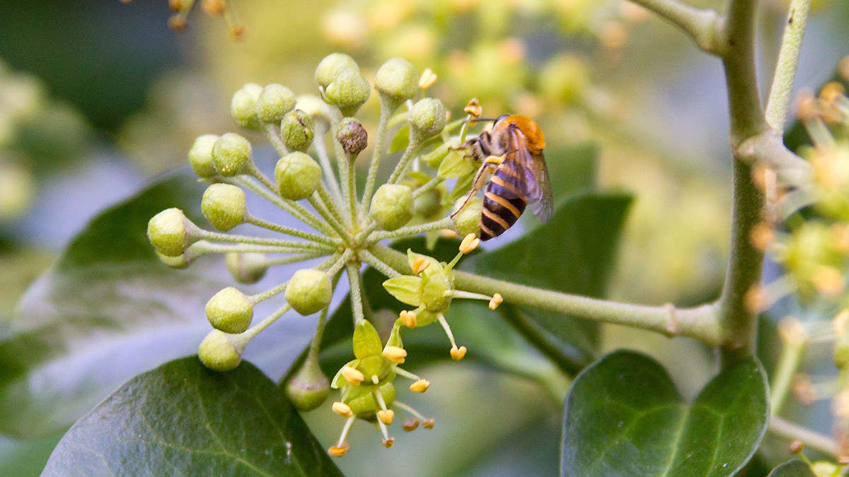 Ivy Bee [Colletes hederae]