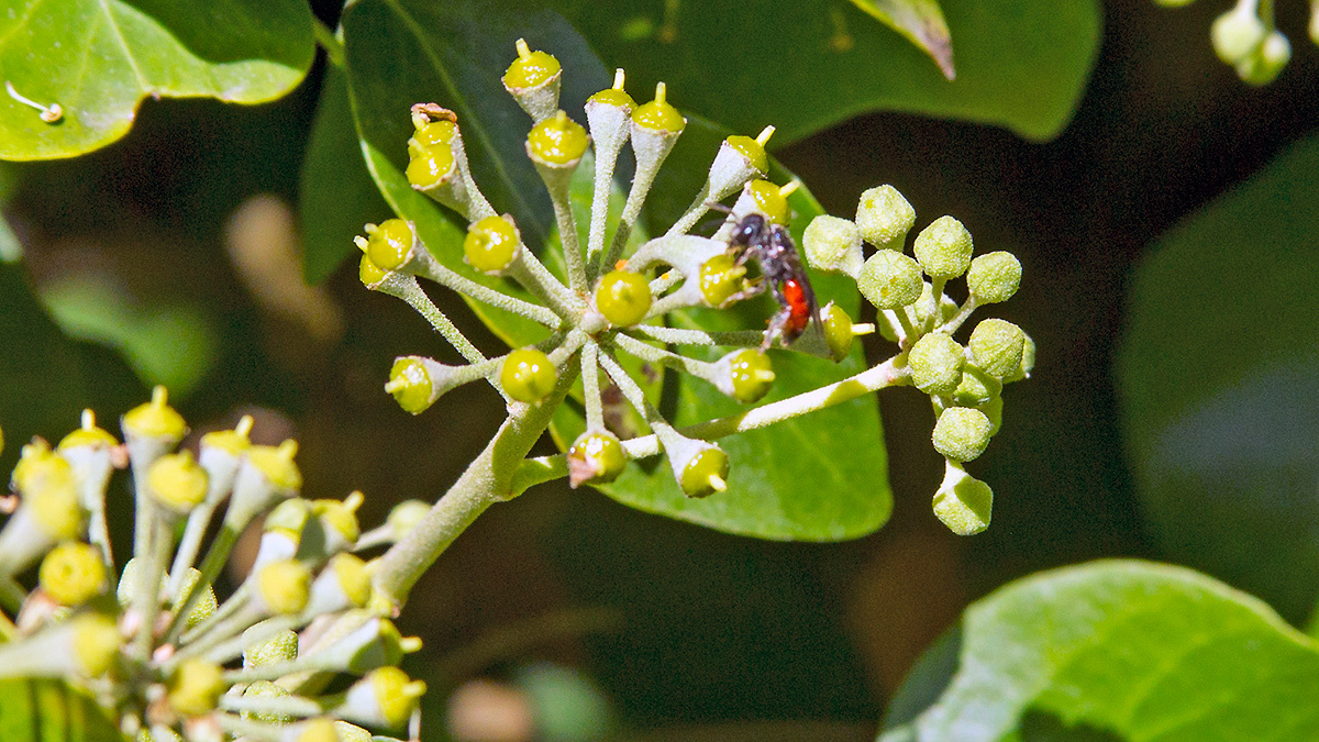 blood bee [Sphecodes sp.]