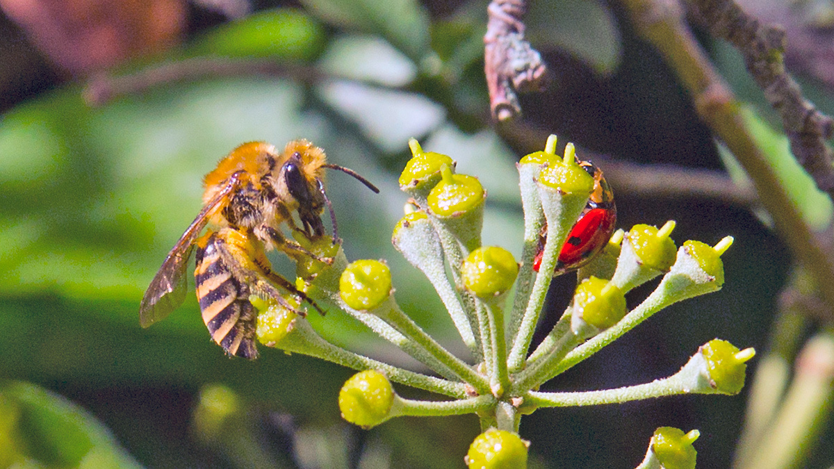Ivy Bee [Colletes hederae]